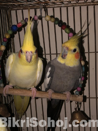 Cockatiel & lovebird running pair